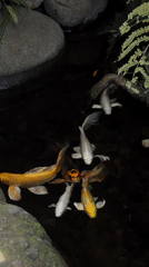 Koi pond documented in pre-dawn North Kuta session