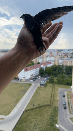 Small bird lands on an open hand in Brest, Belarus