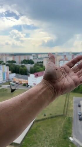 Small bird lands on an open hand in Brest, Belarus