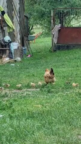 In a rural backyard in Vyshka, Ukraine, a mother hen leads her brood of chicks across a grassy lawn. The scene is set near a weathered wooden shed, with various farming tools and household items scattered around. A ladder leans against the shed, and a red wheelbarrow is visible in the background. A rusty metal gate, partially covered by hanging fabric, stands to the right, suggesting a boundary to the property. The lush green grass, the overcast sky, and the natural greenery indicate it is likely daytime, possibly during the warmer months. The overall atmosphere is peaceful and pastoral, capturing a moment of natural maternal care in a simple, rustic environment. There is no visible text in the media file.