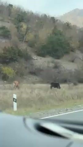 From inside a moving car, a cow grazes in a field beside a road with hilly terrain in the background.