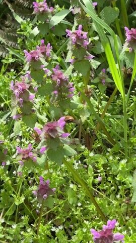 The video shows a close-up of green plants with purple flowers in a grassy area. An insect, possibly a bee or hoverfly, briefly flies around the flowers before moving out of frame. The plants are surrounded by other greenery, including grass and small white flowers. The lighting suggests it is daytime, possibly outdoors.