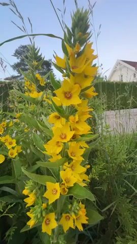 A vertical video shows a tall stalk of bright yellow flowers with red centers in the foreground. The flowers are arranged in clusters along the stem, with many in bloom and some buds at the top. The leaves are dark green and lance-shaped. In the background, there are some blades of grass, a dark green bush, and a white house with a red roof. The sky is a pale blue with hints of sunset colors. The video has a shallow depth of field, with the flowers in sharp focus and the background blurred. The wind causes the flowers to sway slightly.