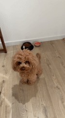 Dog awaits feeding time in Vila Nova de Gaia home