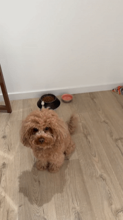 Dog awaits feeding time in Vila Nova de Gaia home