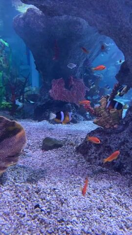 The video shows an aquarium filled with various fish species. There are clownfish, small orange fish, and other colorful varieties swimming amidst coral and rock formations. The tank has a light blue hue, and the bottom is covered in small, light-colored gravel. A shark swims across the frame from right to left.
