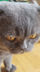 Indoor cat moments with coffee and rainy day glimpses