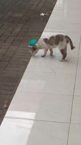 A domestic cat is walking along a paved surface. The cat has white and grey markings. It is sniffing a green object, possibly a piece of plastic. The paved surface is next to a tiled surface, and there is some debris on the paved surface.