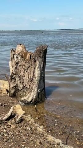 A close-up shot focuses on a weathered tree stump partially submerged in murky water at the edge of a sandy and pebbly shore. The water exhibits gentle ripples under a bright, clear sky with a few scattered white clouds. In the distance, a wide expanse of water stretches to the horizon, meeting a flat, treeless landscape. The scene is quiet and still, with no people or animals visible. The lighting suggests it is daytime, likely a sunny afternoon. The overall impression is one of natural scenery, with a focus on the textures of the wood and water.