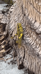 Spotted grasshopper repeatedly observed on wood in Thai village