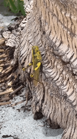 Spotted grasshopper repeatedly observed on wood in Thai village