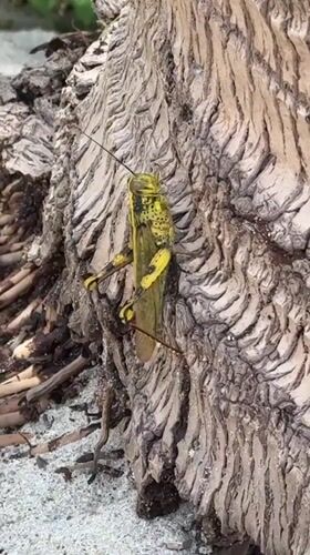 Spotted grasshopper repeatedly observed on wood in Thai village