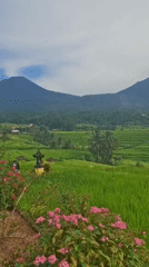 Scenic rice terraces and streets documented in Penebel, Indonesia