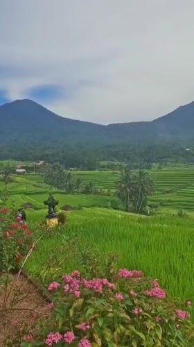 Scenic rice terraces and streets documented in Penebel, Indonesia