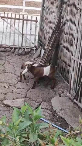 A video shows two young goats playing near a bamboo fence. The goat in the foreground is brown and white, while the other is mostly white with some brown patches. The ground is dry and cracked, with some stones and a small plant in the foreground. The goats appear to be interacting playfully, with one attempting to climb onto a rock or a slight incline while the other watches.