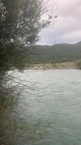 A river flows through a natural landscape. The water is a turquoise color, with gentle ripples on its surface. On the left side of the frame, a large tree with dark green leaves and bare branches partially obstructs the view. In the background, there is a rocky shore, a field of green grass, and rolling hills covered in dense vegetation. The sky is overcast with pale gray clouds. The overall impression is one of a serene and natural environment.