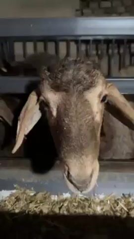 A close-up shot focuses on a sheep's head as it peeks over a metal feeder filled with hay. The sheep is a light brown color with a darker, curly tuft on its head. Its ears are long and droop slightly. The metal feeder has a grid-like structure in the background. The lighting is dim, and the setting appears to be a barn or stable. The sheep is looking directly at the camera.