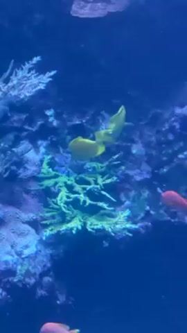 The video shows a close-up view of an aquarium. Two yellow tang fish and one orange fish swim in the blue water. There are coral-like formations in the background, some are white and some are green. The lighting in the tank is blue.