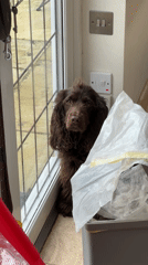 Weekend domestic life captured across Wealden district homes