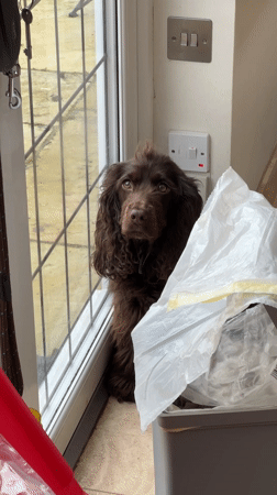 Weekend domestic life captured across Wealden district homes