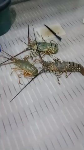 The video shows three spiny lobsters on a gray and white striped surface. Next to them is a white cutting board with a knife on top. A green bucket is in the upper left corner, and a pink stool and a white box are in the background.  The camera moves slightly during the video.