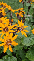 Bumblebees on yellow flowers, up close in Klaipėda