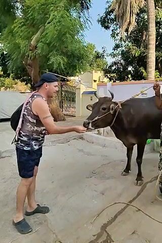 A man in a camo tank top, dark shorts, and a baseball cap offers a small piece of food to a brown cow. The cow is standing on a concrete surface, held by a woman in a green sari who is smiling. A rope is tied to the cow’s nose. The background shows a residential area with trees, a house with a gate, and a car covered by a tarp. The woman waves her hand in front of the cow and then smiles toward the camera.