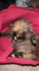 Cats play with string toys in Marrakesh home