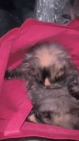 Cats play with string toys in Marrakesh home