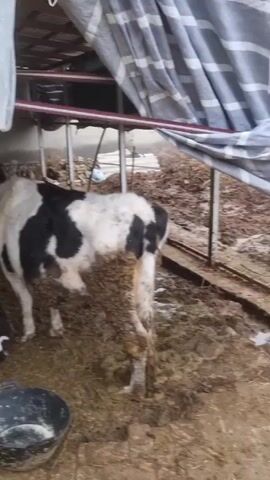 The video shows a small, enclosed, muddy area with several cows. The cows are predominantly black and white, with some brown coloration visible. One cow is standing near a black plastic bucket, its legs and lower body covered in mud. Some of the cows are inside a small enclosure with a white door. Overhead, there is a roof with corrugated metal sheeting partially covered by draped white and blue-striped fabric. The general environment appears to be a livestock pen or shelter.