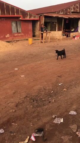 The video captures an outdoor scene in what appears to be a rural or semi-urban setting in Isieke, Nigeria. The ground is unpaved, consisting of reddish-brown earth and dust, with various pieces of litter, including plastic bags and wrappers, scattered across it.

In the mid-ground, a young person stands behind a simple wooden table, actively engaged with a green bowl or container, suggesting they are washing or preparing something. To their left, a yellow jerrycan rests on the ground. In the background, two buildings with rusted corrugated metal roofs are visible. The building on the left is painted red and has two windows. The building on the right features a covered porch area where at least one person is sitting, partially obscured.

A small black goat walks from the left side of the frame towards the right, crossing the dusty foreground. The overall lighting suggests it is either late afternoon or an overcast day. No specific emotions are discernible from the individuals. Any text on the background building is too distant and unclear to be read.