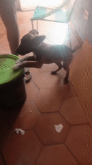 Afternoon puppy play and solar halo captured in Juan Griego
