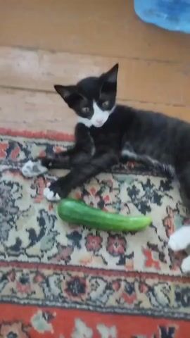 A black and white kitten lies on a patterned rug next to a cucumber. The kitten looks at the cucumber and then nudges it with its nose.