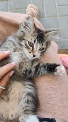 The video shows a close-up, high-angle shot of a small, tabby kitten lying on a person's lap. The kitten is facing left, with its head turned slightly towards the viewer. Its eyes are open and appear to be a light brown color. The kitten's fur is a mix of gray, brown, and black stripes. Its paws are white, and its tail is long and striped. A person's hand is visible in the lower left corner of the frame, gently petting the kitten's chest. The person is wearing two rings on their fingers. The person's legs are covered in light brown fabric, possibly pants or a skirt. In the background, a person's feet wearing sandals are visible, standing on a stone patio. The overall lighting suggests an outdoor setting during the day.