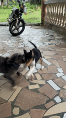 Dogs observed playing on residential patio during afternoon hours