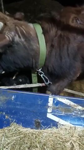 The video shows two cows inside a stable or barn. One is brown and wearing a green collar with a chain attached. The other is black. The cows are eating from a blue container filled with hay. A person's hand reaches into the frame and appears to adjust or touch the metal bar above the hay. The lighting is dim, and the environment appears rustic and agricultural.