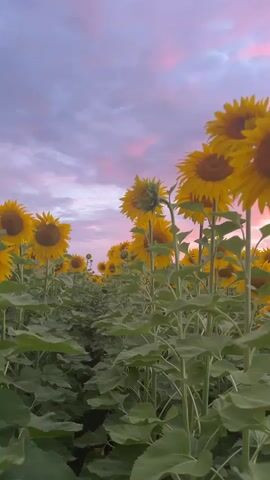 The video pans across a field of sunflowers against a twilight sky. The sunflowers are tall, with large yellow petals and dark centers. They are positioned in rows, with the camera moving closer to some in the foreground. The sky is a blend of purple and pink clouds, illuminated by the setting sun. The overall impression is one of natural beauty and tranquility.