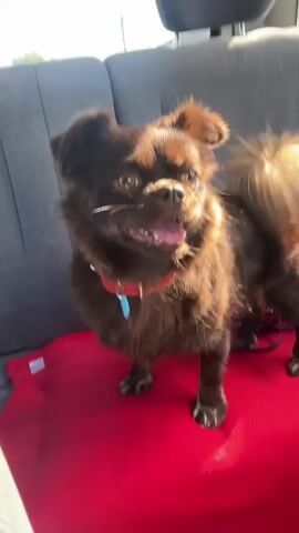 This is a close-up video of a small, brown, fluffy dog with floppy ears and a bushy tail sitting in the back seat of a vehicle. The dog is wearing a red collar with a blue tag. The dog is looking to the left of the frame and appears to be panting or yipping. The seat is covered with a red blanket. The background shows the gray upholstery of the car seats and the edge of a headrest. The video is shaky, suggesting it was filmed by someone holding a camera or phone.