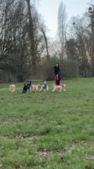 Parisians enjoy afternoon picnics and dog play in parks