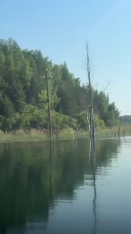 The camera shows a calm body of water, likely a lake or bay, with a green, wooded shoreline. A utility pole stands partly submerged in the water near the shore, along with a few dead trees. Some small white birds can be seen flying among the trees. The sky is a clear blue. There is a conversation between two people in Russian.