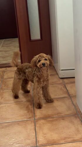 Small poodle plays with toys at Montenegro home