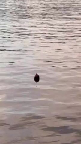 The video shows a calm body of water dotted with buoys and boats. The sky above is a mix of blue and pink hues, indicating either sunrise or sunset. A strip of land with trees is visible in the distance. The camera gradually zooms out to reveal more of the peaceful scene, starting with a close-up of a single buoy. Finally, a small portion of a wooden pier comes into view on the left side of the frame.
