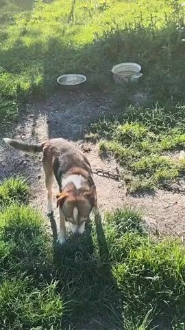 In a sun-drenched outdoor setting in Akhmetovskaya, Russia, a medium-sized dog with brown and white fur is the primary subject. The dog is leashed and appears to be in a grassy yard with patches of dirt. Two shallow, metal bowls, likely for food or water, are visible in the background. To the right, a wooden doghouse with a tin roof stands in the grass, also attached to a chain. The sunlight creates strong shadows, indicating it is likely late afternoon or early morning. The dog's expression is alert and curious as it looks towards the camera, with its tail wagging. The overall scene suggests a rural or suburban environment where a dog is kept outdoors. The activity is simply the dog existing in its environment, possibly interacting with the person filming.