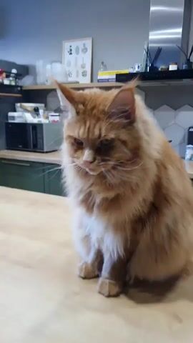 A large, fluffy ginger cat sits on a wooden countertop in a kitchen, looking to the left. The cat then brings its paw up to its face and begins to lick it. The kitchen has green cabinets, a microwave, and shelves with various items.