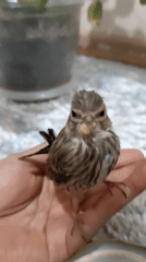 Hand-raised fledgling explored indoors in Pavlodar