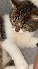 Tabby cat gets the full attention treatment on a Pervomaysky couch