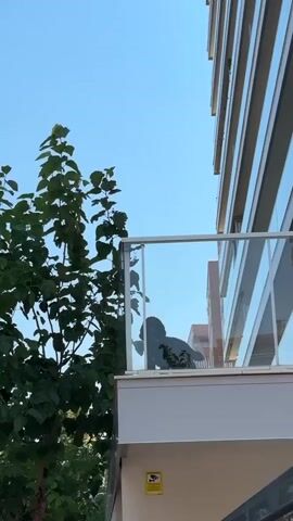 A black silhouette of a dog stands on a balcony with a glass railing. The dog is facing away from the camera. To the left of the balcony is a leafy green tree. To the right of the balcony is the side of a building with horizontal lines. The sky above is clear and blue. A yellow security camera sticker is visible on the wall below the balcony.