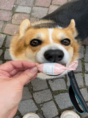 Corgi shows interest in pink candy on Meisenheim street