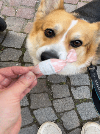 Corgi shows interest in pink candy on Meisenheim street