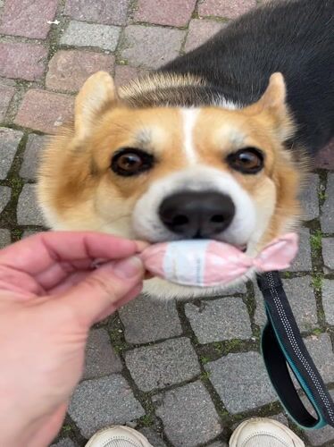 Corgi shows interest in pink candy on Meisenheim street